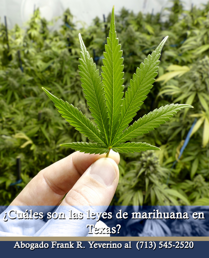 05 Posesin de Marihuana